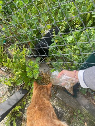 Hayvanlara mama veriyoruz