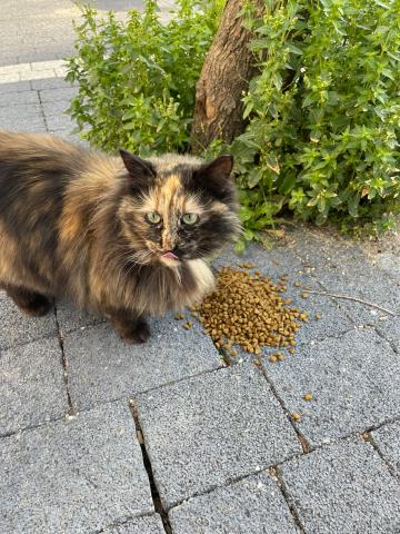 Mamayı gören mutlu kedi:)